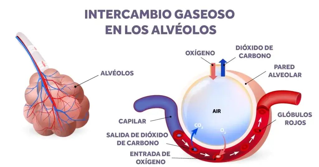 Alveolus Gas Exchange Spanish copy Armstrong Medical | Medical Device Manufacturer