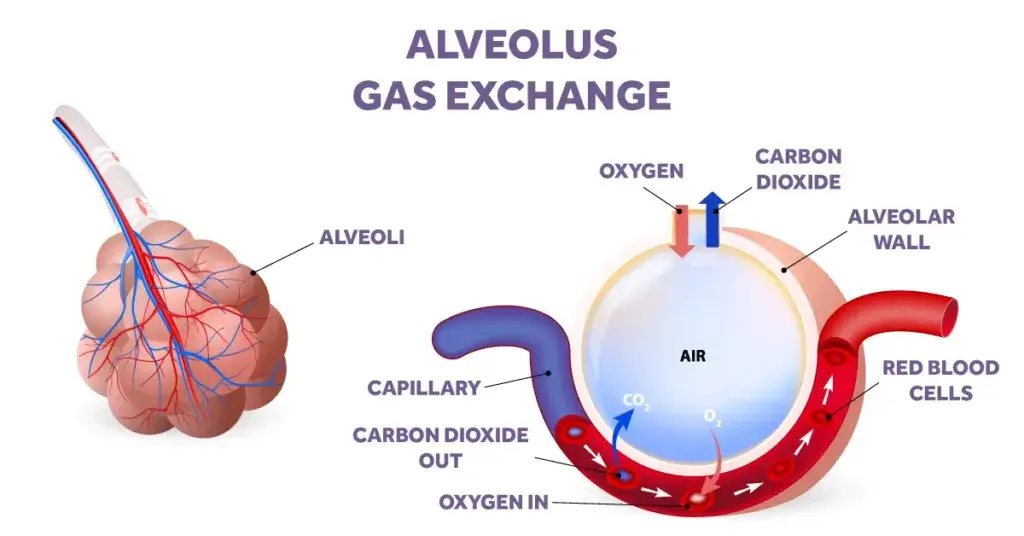 Infographic of the gas exchange that occurs in the alveolus and lungs
